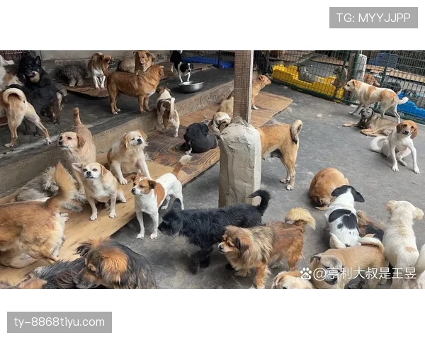 杨千霖家的狗吃的都比我一个月工资还贵